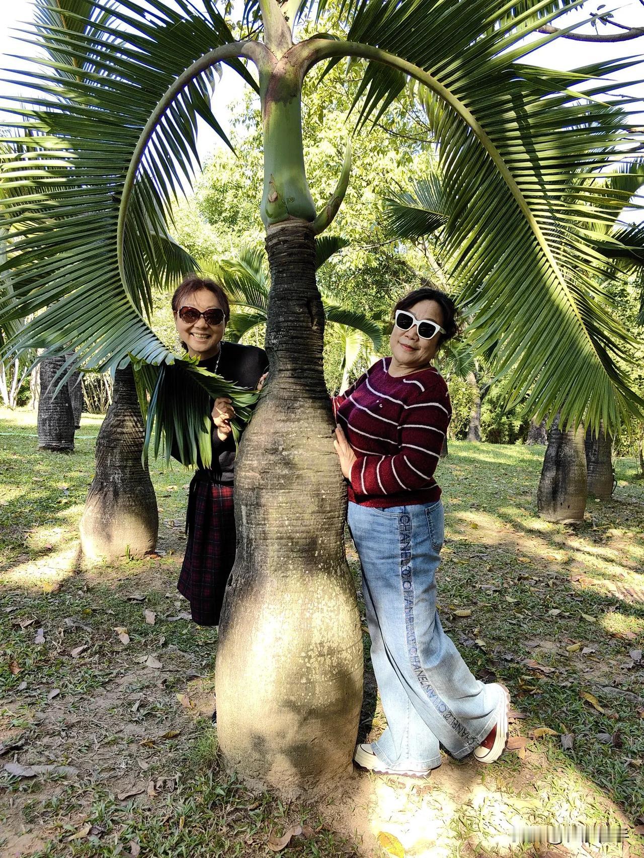 深圳湾椰林风轻，
长沙火一火团队。
臭美的显摆打叠，
大海啊我的故乡！
＃冬日生