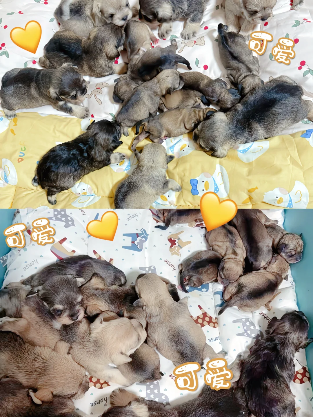 最近新生🐶 ｜雪纳瑞幼崽