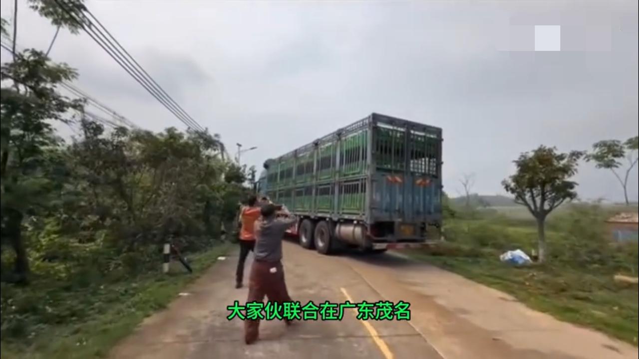 某动保组织的“爱猪人士”们联合在广东茂名的屠宰场解救了1950头小猪，用大货车送