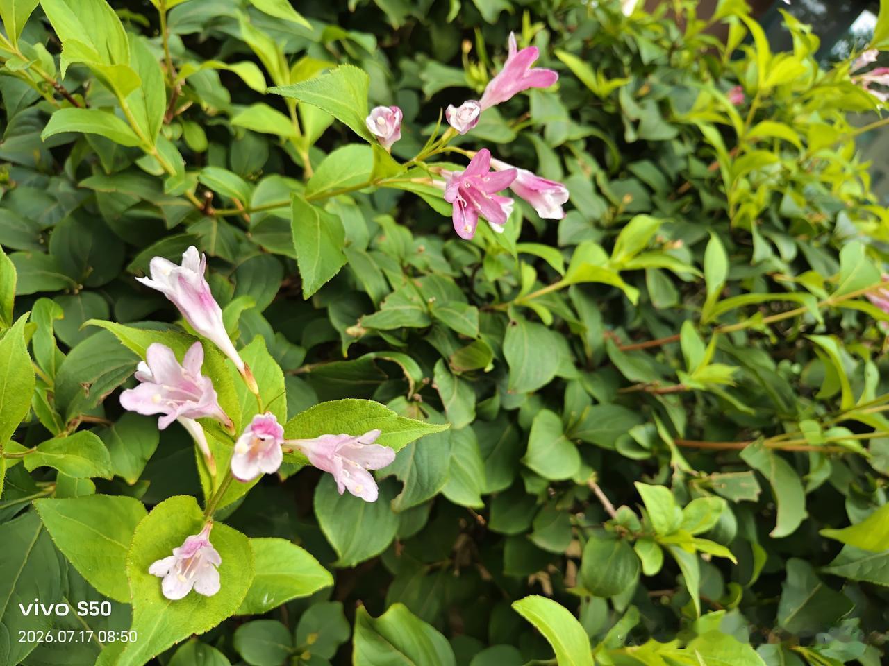 分享手机里的花花草草盛夏时节，被葱茏绿色围裹的小区。