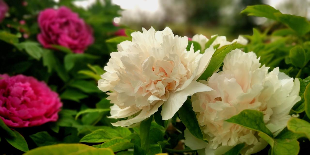 手机上谁有牡丹花图片我这里太多了，花王牡丹随便选，先奉上几幅。