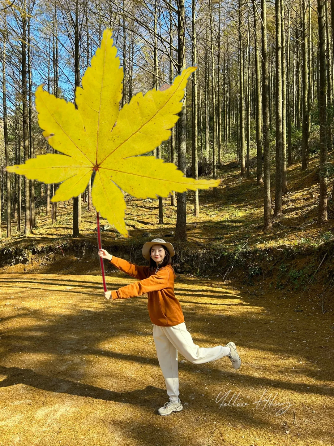 宁波爬山徒步｜在黄金古道捡到了超级枫叶🍁