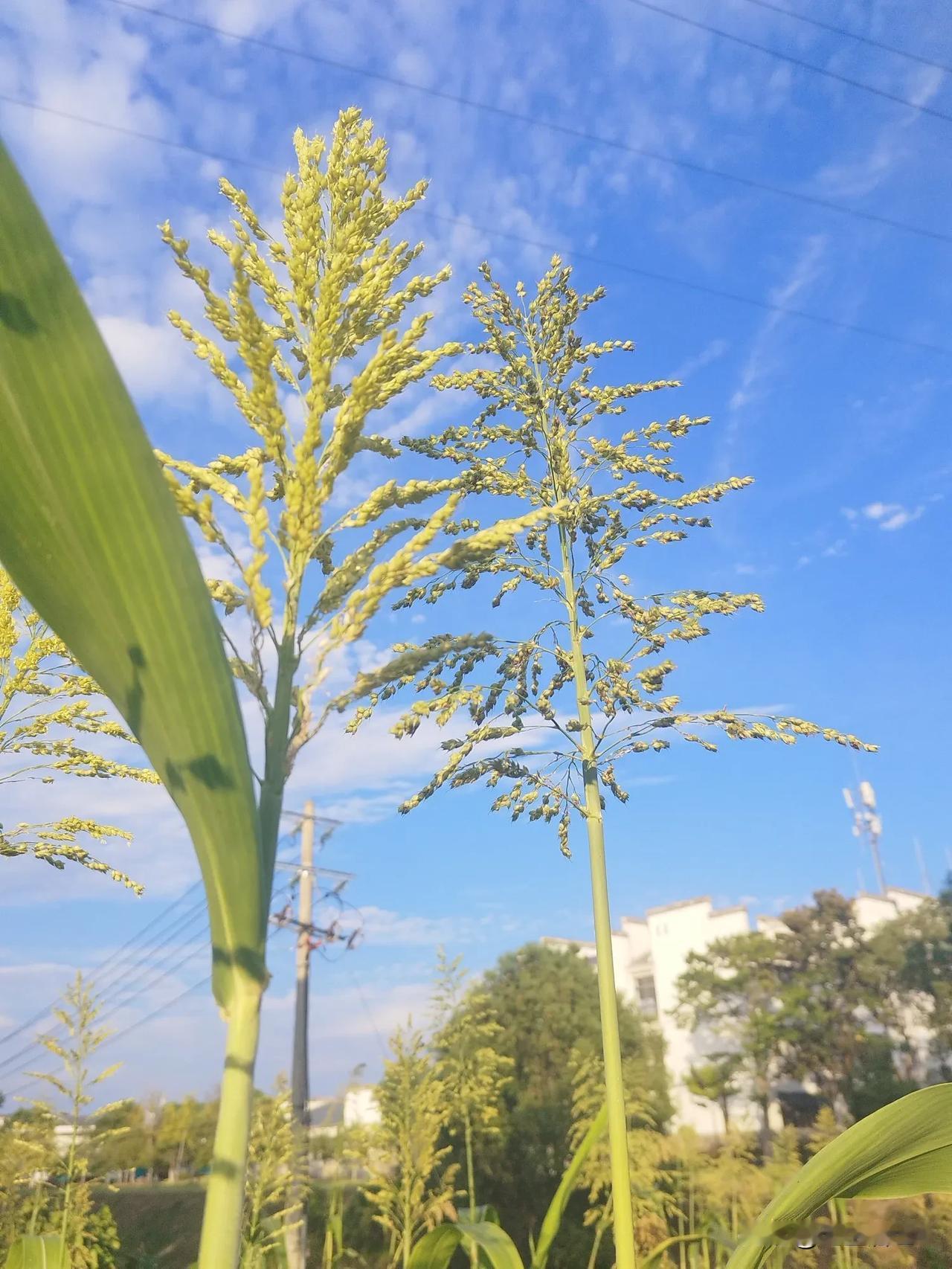 有谁知道这玩意叫什么？
            下午骑车绕了一圈，见城乡结合处种