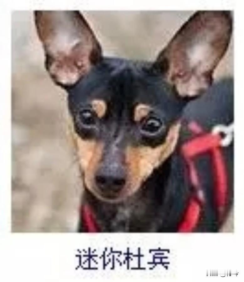 菩萨蛮12·迷你杜宾
       乌斑轻缀娇身巧，尖耳斜垂英气悄。眸底载灵光，