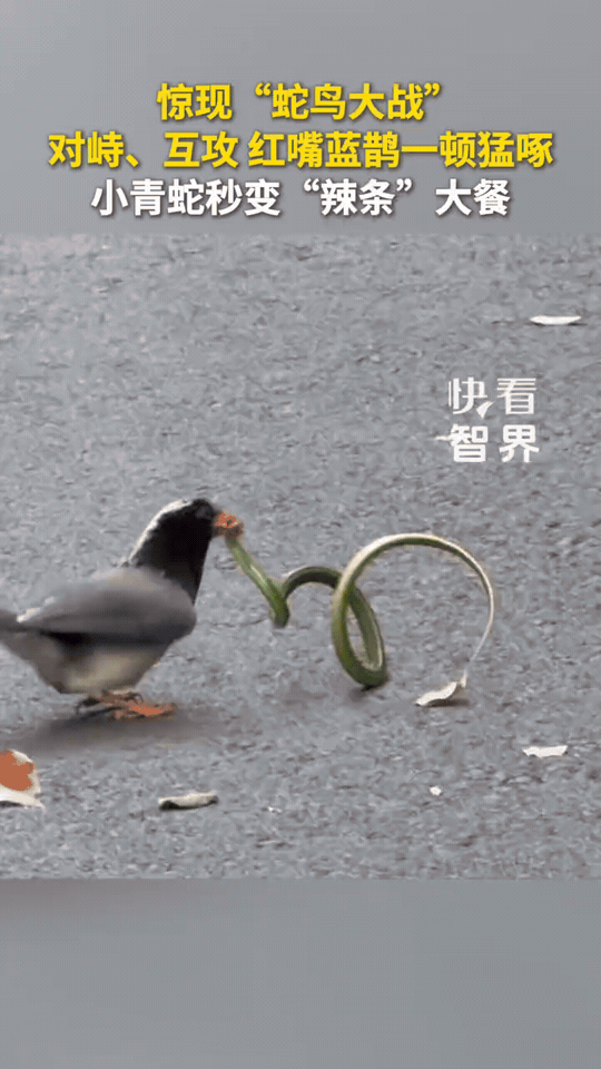 野外实拍蛇鸟大战！仙气红嘴蓝鹊对战小青蛇，轮番俯冲猛啄，几番缠斗拿下猎物，小青蛇