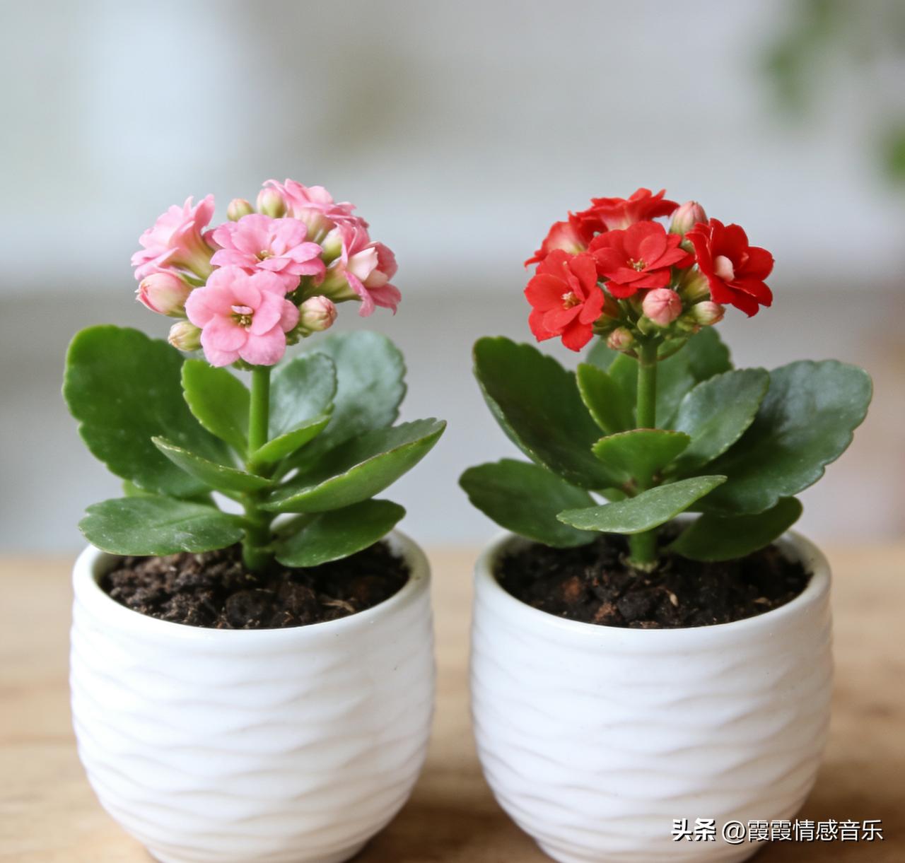 长寿花昨天早上从内蒙回到山西，来看望93岁姑姑，给姑姑拜年，发现姑姑家窗台上种的