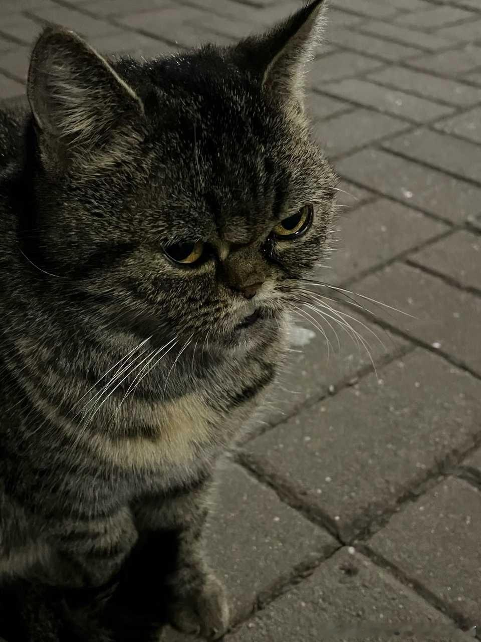 49453【丑猫】学校里的丑猫 现被领养已去海南享福 