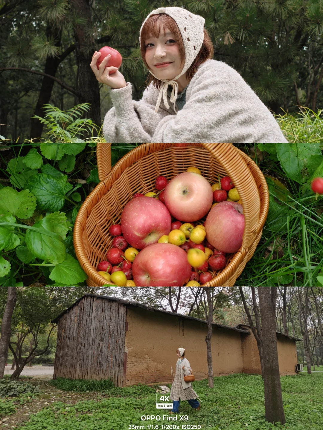 4K Live | 在秋雨的小森林，绽放生命力🌲