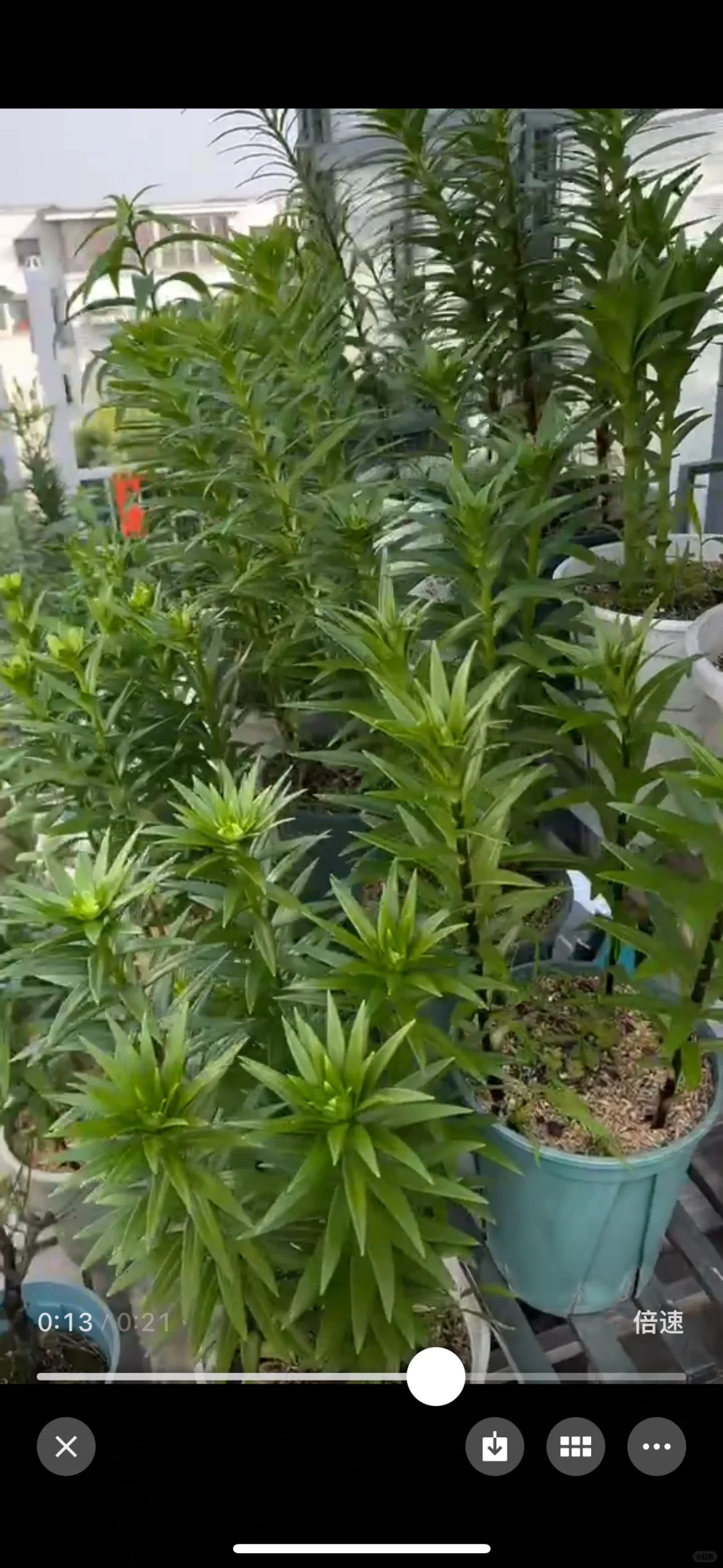 这个是我在上海露天种植，靠天吃饭的百合花