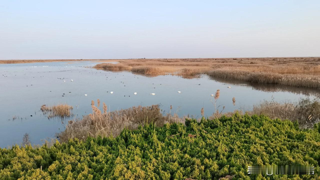 东营黄河口湿地，候鸟迁徙地！每年的秋季和春季，都会迎来大量候鸟在这里落脚歇息，场