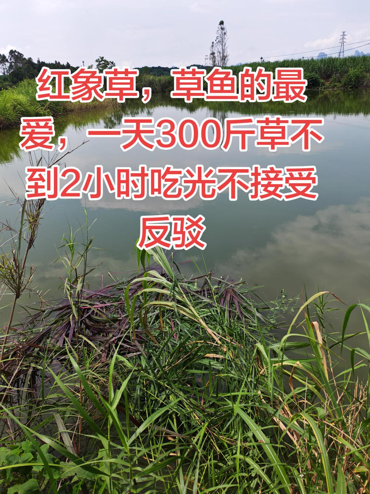 草鱼最爱吃这种草了，一天不到吃几百斤养鱼日记 养鱼 三农