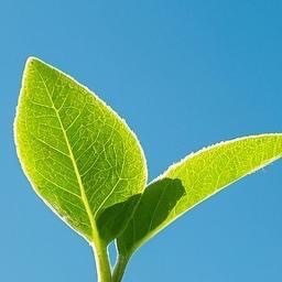 熊猫守护者  💫阳光信用  💫熊猫守护者 自己的命运从来都是掌握在自己的手中
