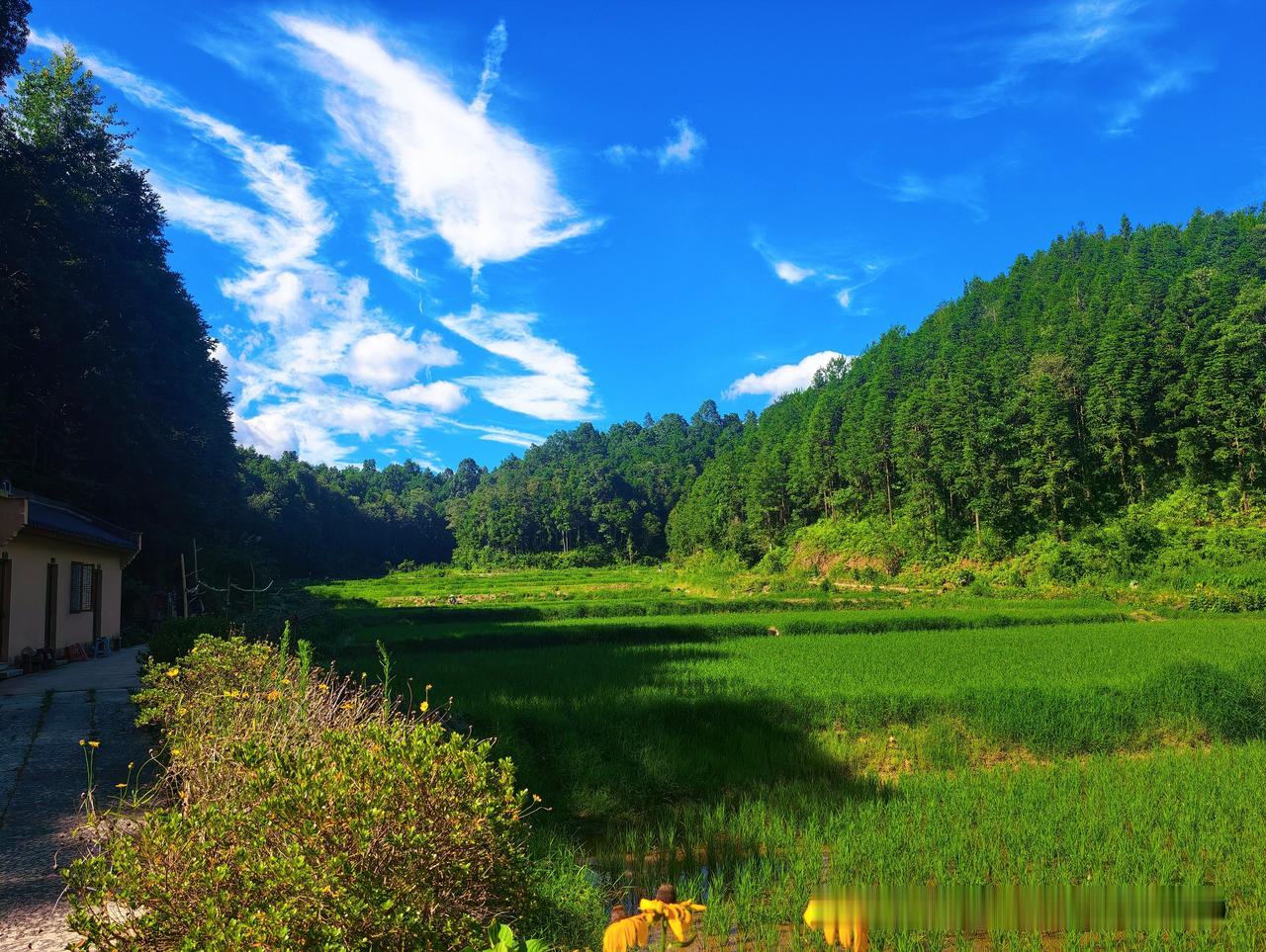 谷岭日记（2026年7月3日·晴）

下午，太阳快落山了。女儿蹲在田埂边，看着刚