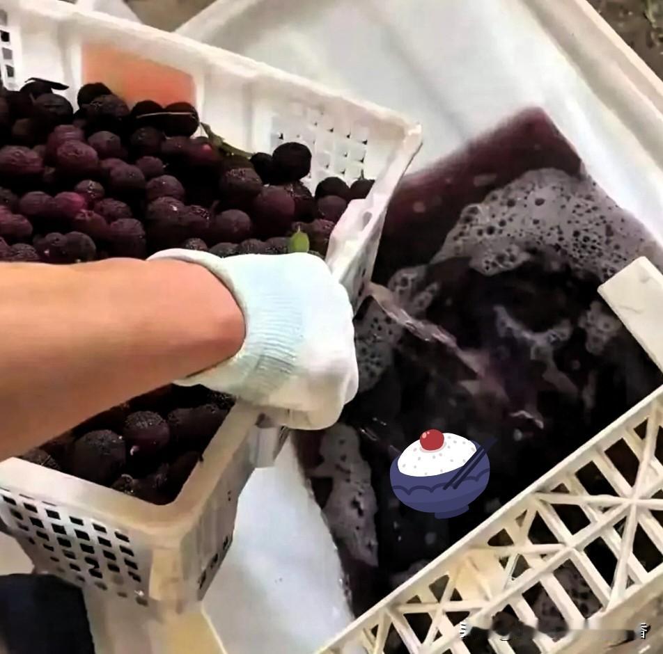 商户泡药杨梅还倒打一耙！别让劣迹拖垮整个行业

最近药水杨梅的事真的让人气愤，有