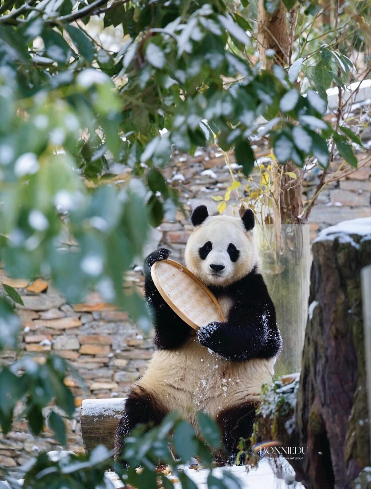 福宝拿着简单的小圆盘拍出高级感 