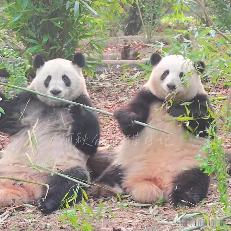 不说是花花与和叶，我都快要去洗洗眼睛了，小小一个花花，怎么突然间一夜长大了？
