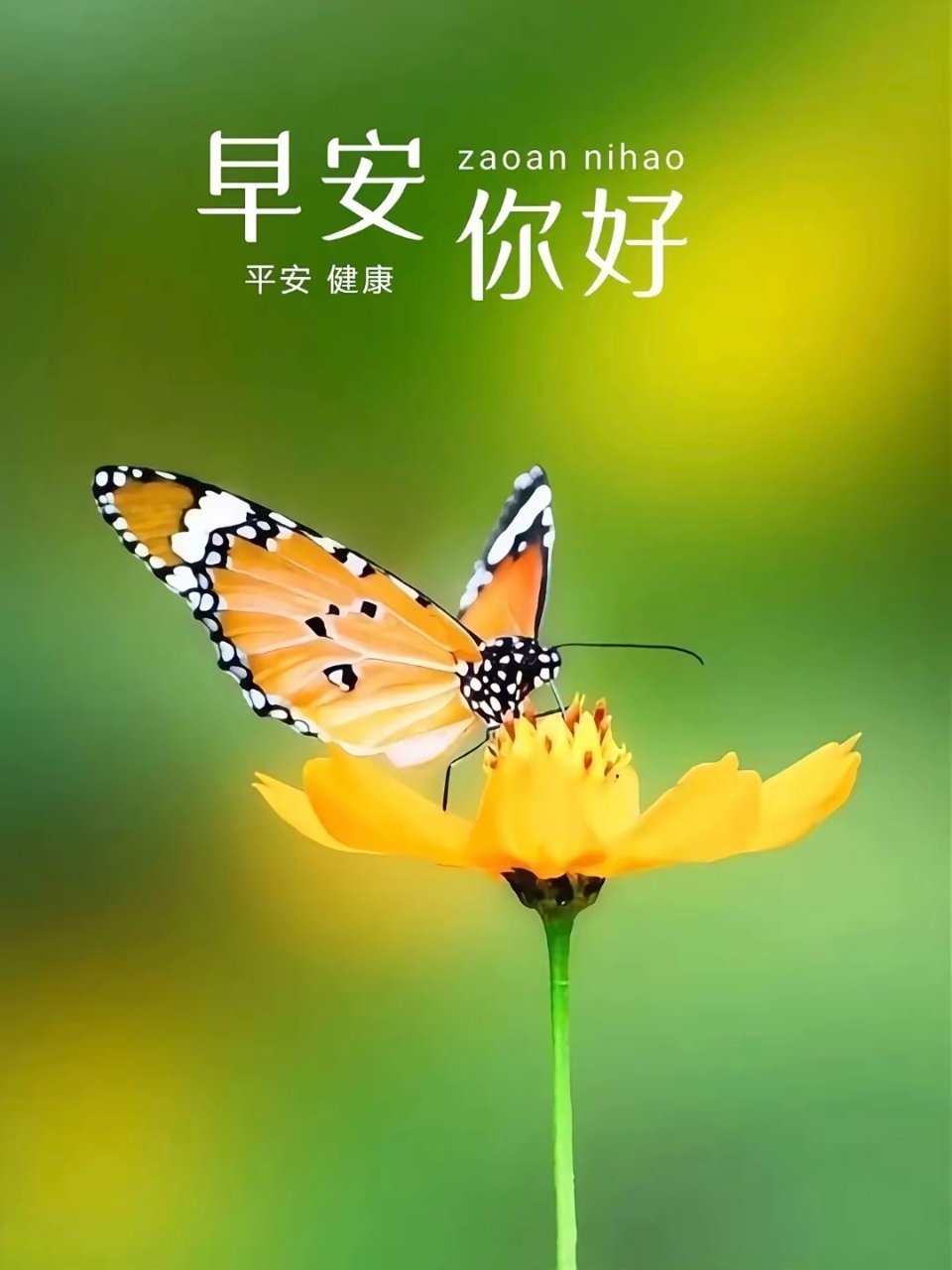 早安 清喜于时光，安稳于日常，不慌不忙，一程自有一程的芬芳，未来的道路，盛满阳光