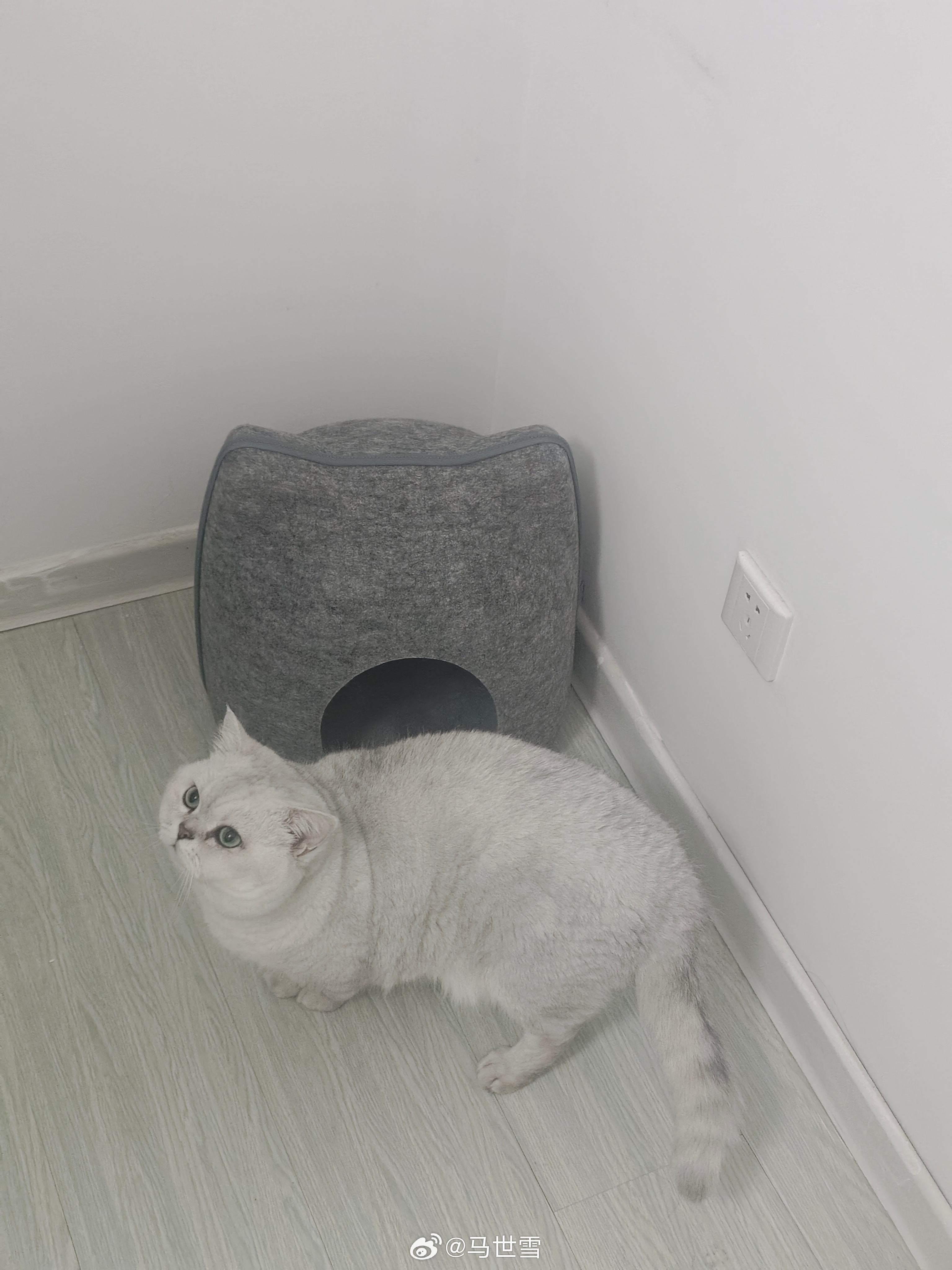 猫窝🐱能进去半挂进不去[裂开] ​​​