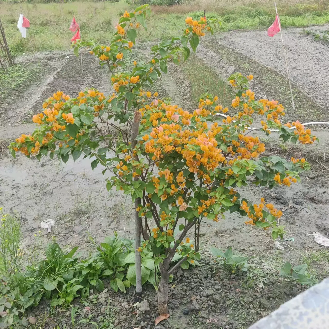 农村生活 自家种植