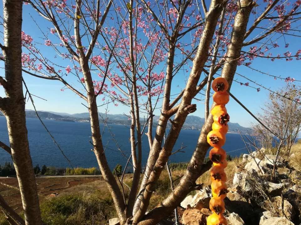 2019年，那时还在云南山居，屋前是美丽的抚仙湖，屋后是巍峨的黑峰山，每天晨起，