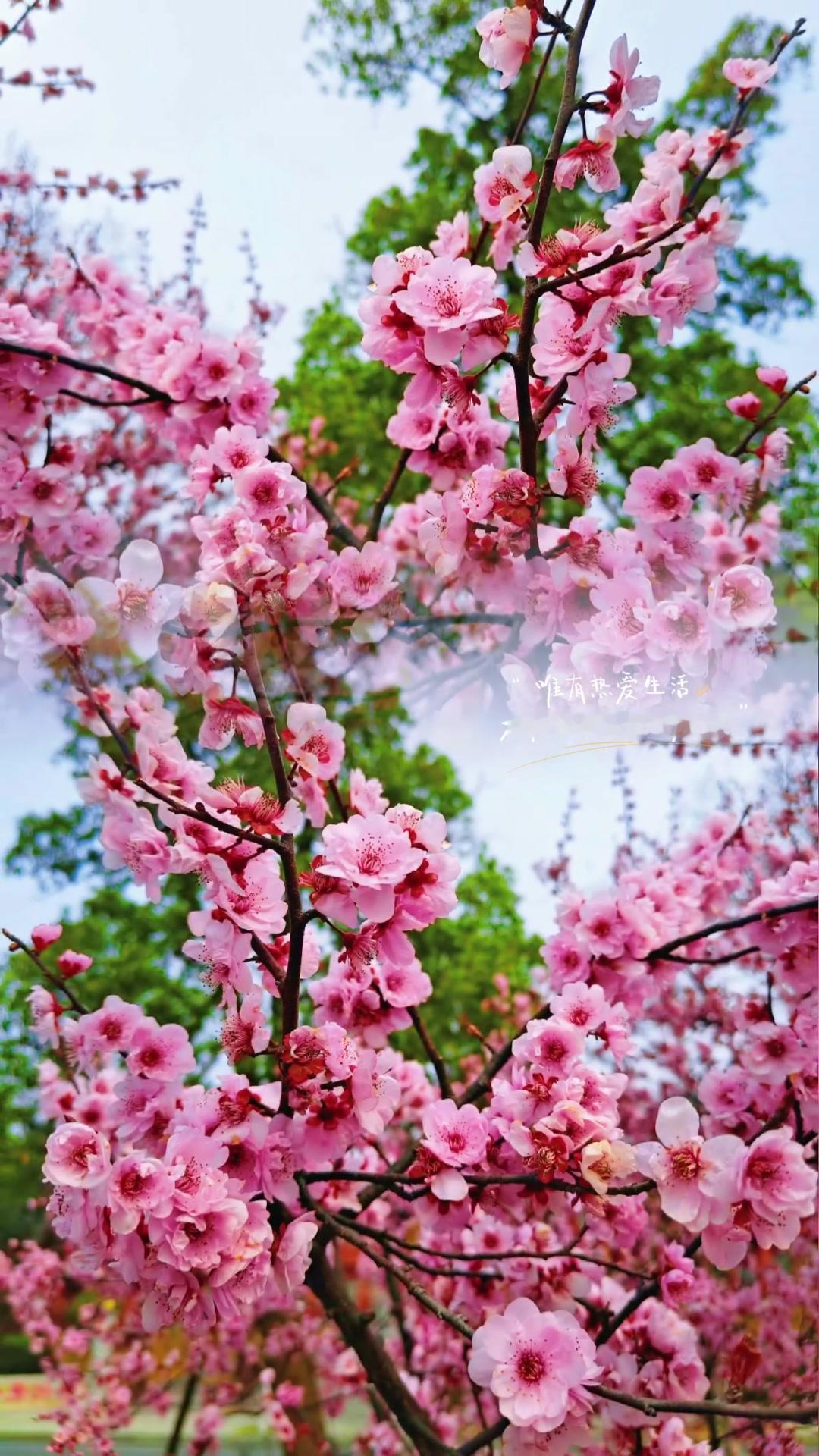 春天真的是花的海洋，走在路上就能看到各种颜色的花，粉的、白的、黄的，连空气里都带