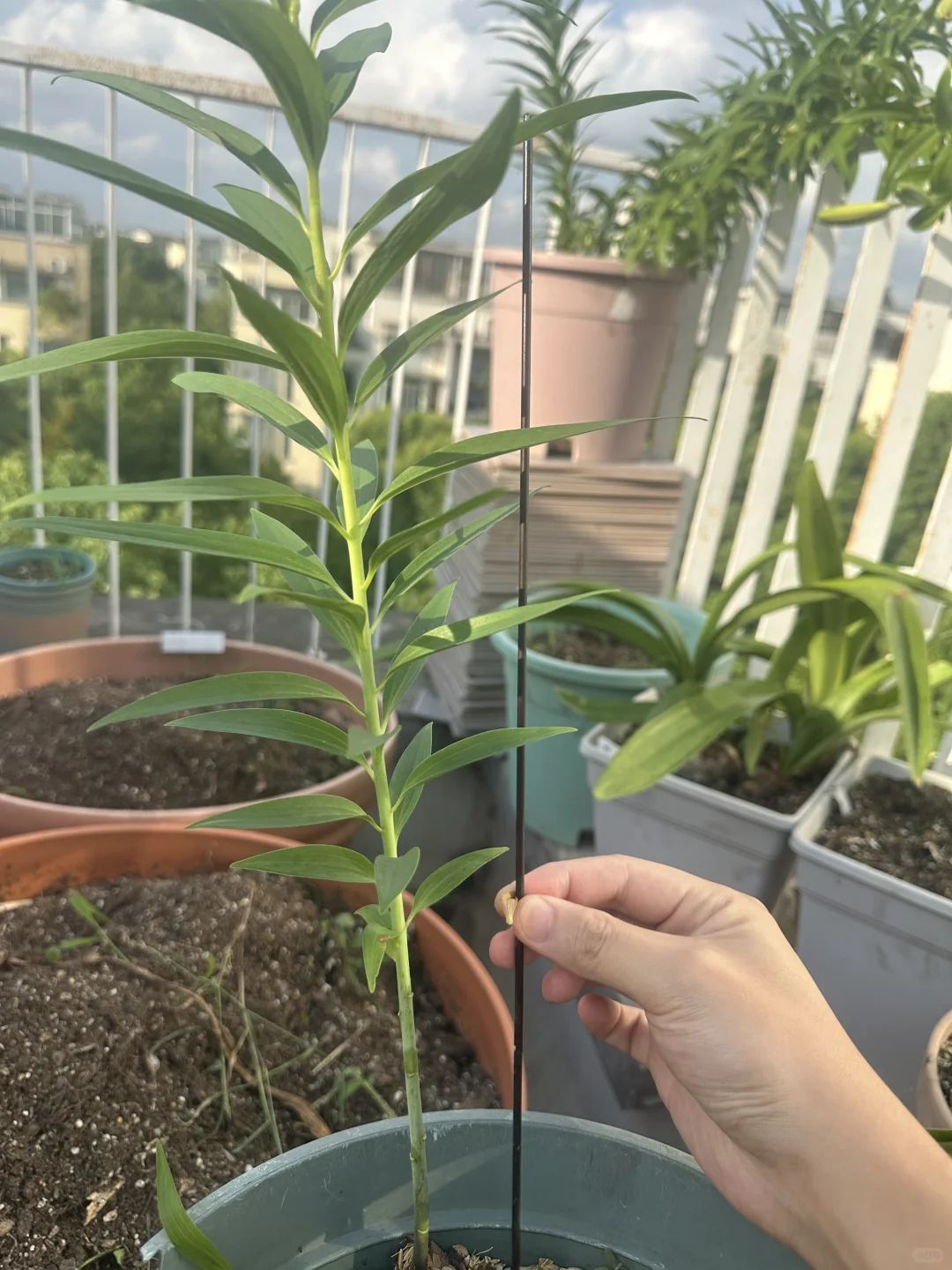细细的很安心，开完花晒干了做蝴蝶兰的铁丝