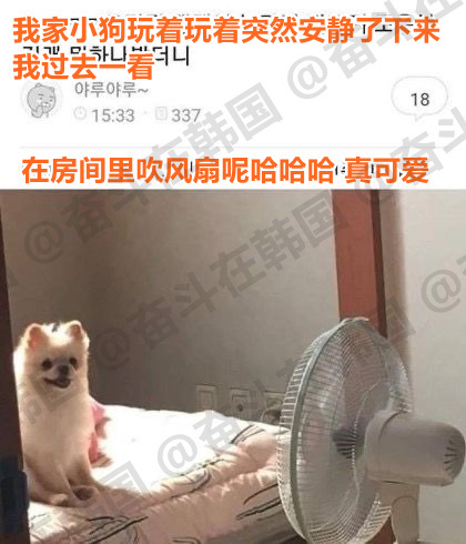 关于小狗小猫的一切都那么可爱 