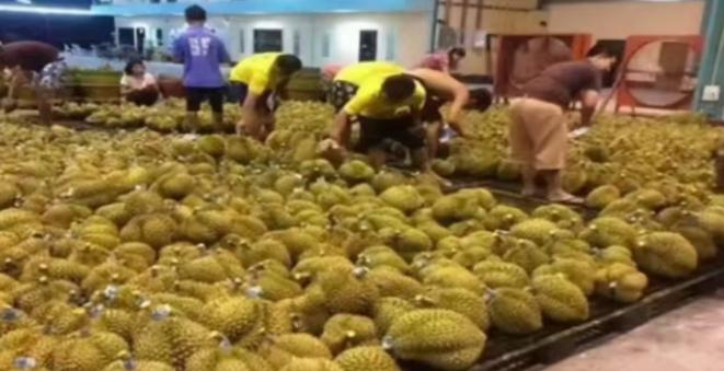 失去中国市场后，大量水果烂在地里卖不掉，现在开始后悔得罪中国。
 
全球做水果生