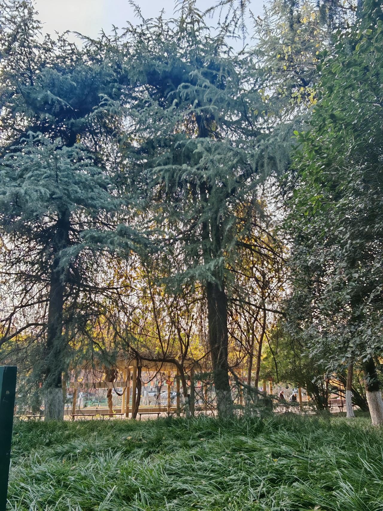 冬至过后，小区庭院里的景象让我惊喜。都12月中下旬了，寒气逼人，可月季花竟还在寒