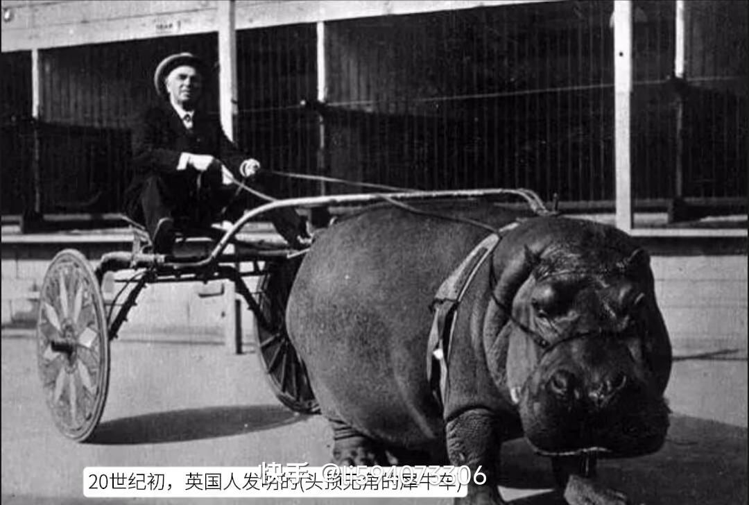 1923年英国街头出现衔头的牛车，这画面多少有点反差感。那时候的英国，早在18世