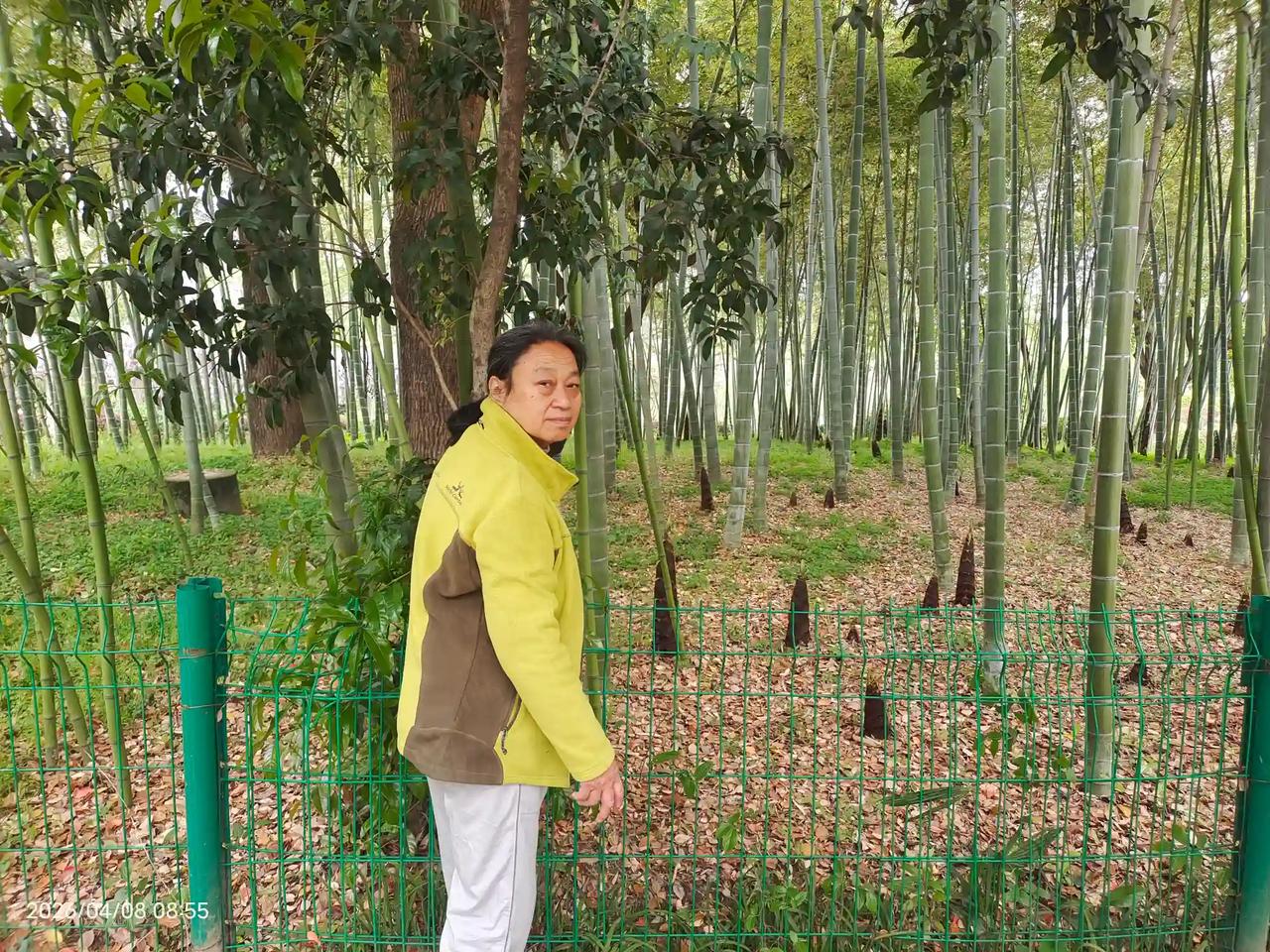 青山区公园里的竹笋长势喜人，吸引了很多市民前来拍照打卡，大家都被这春日里的生机所