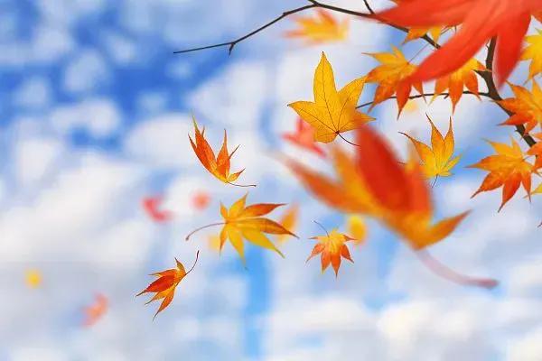 .寒露

落叶秋风草木黄，
寒凝四野渐苍凉。
万花纷謝菊花放，
况有醉人金桂香。