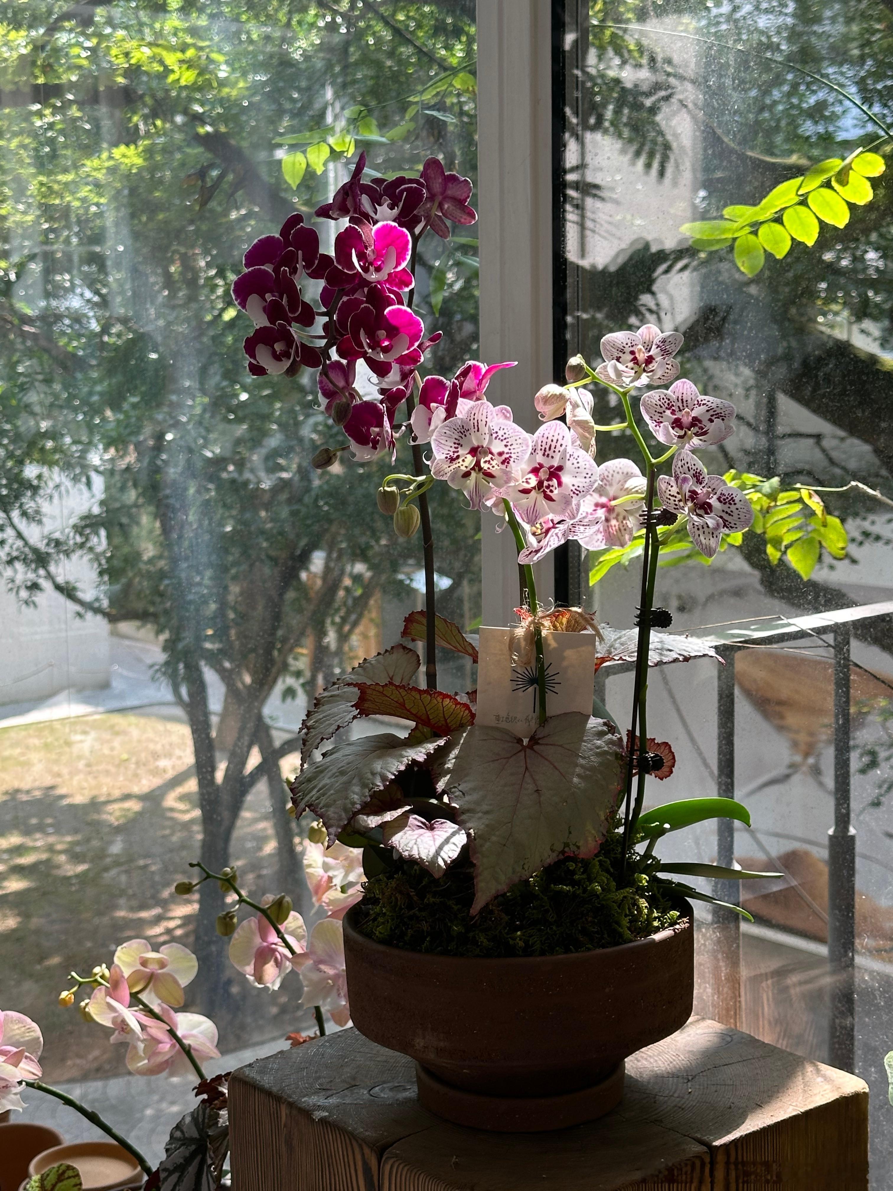 蝴蝶兰组盆✨lumos植物系列 ​​​