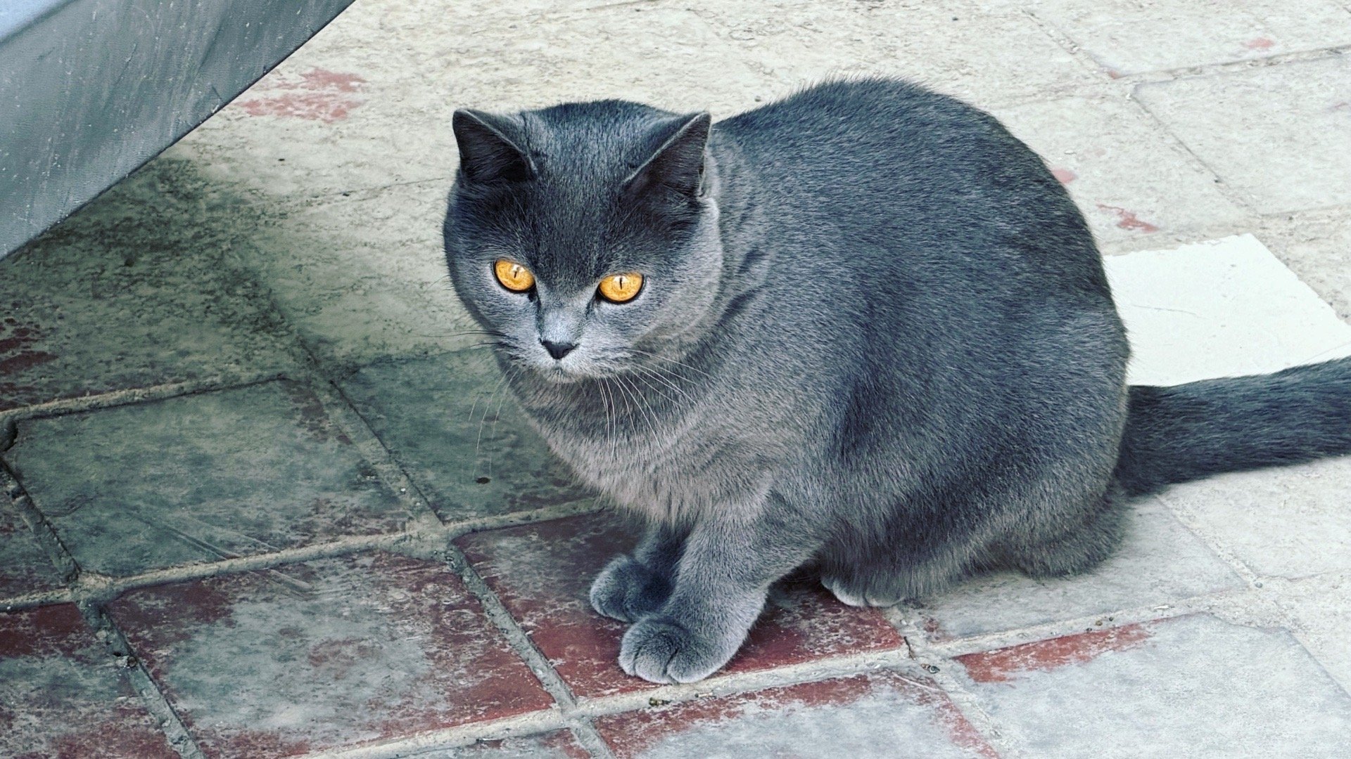 小区里的猫一点不怕人 