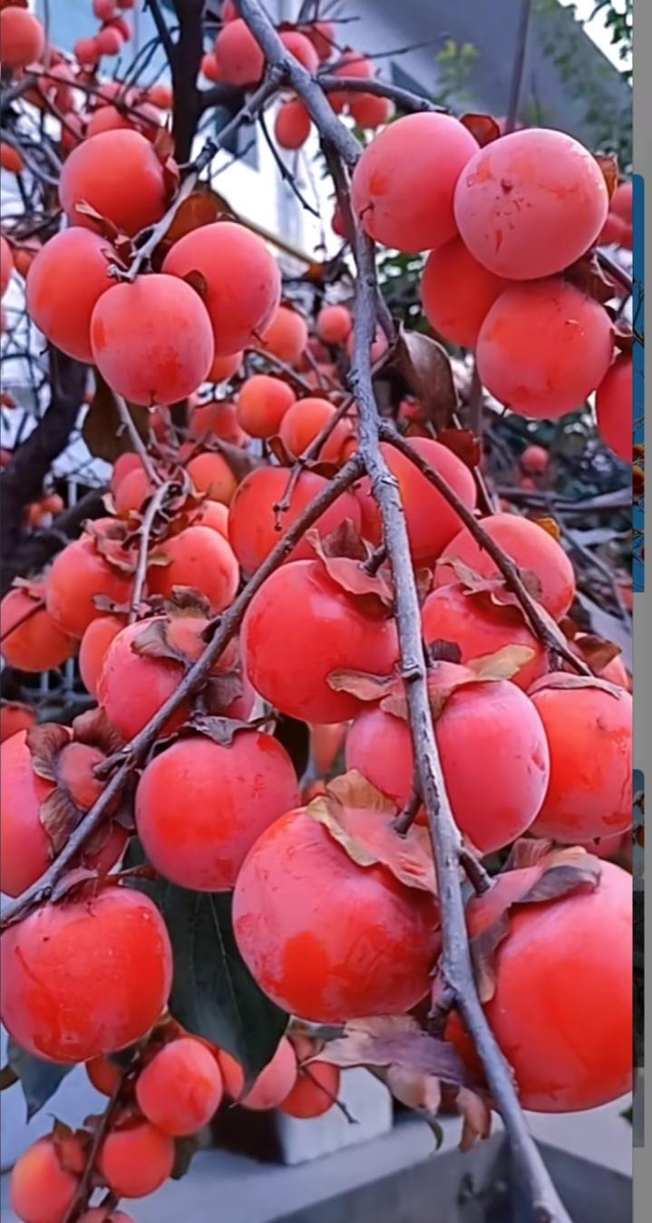 悲剧还是发生了！湖南女子空腹狂吃5个柿子，胃里长出硬结石！
 
“柿子虽甜，贪嘴