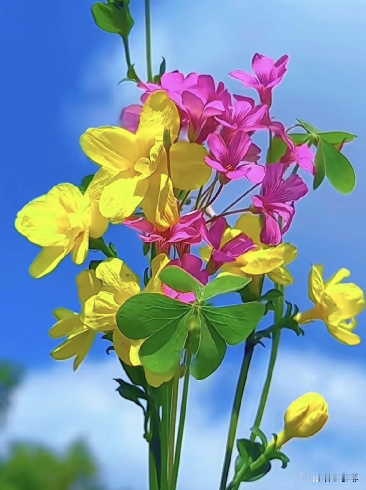 愿这个春天，你拥有足够的勇气
去追逐梦想，足够的温柔去拥抱
生活，一切皆甜‼️