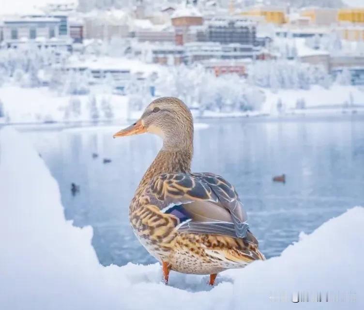 有一种美叫瑞士的冬天
山高水长我依然眷恋你
仙境般飘雪的季节
那个冬天
我也成了