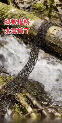 蚂蚁搭桥那场景，真的太震撼了！一群蚂蚁为了到达彼岸，一只接一只地连接起来，形成一