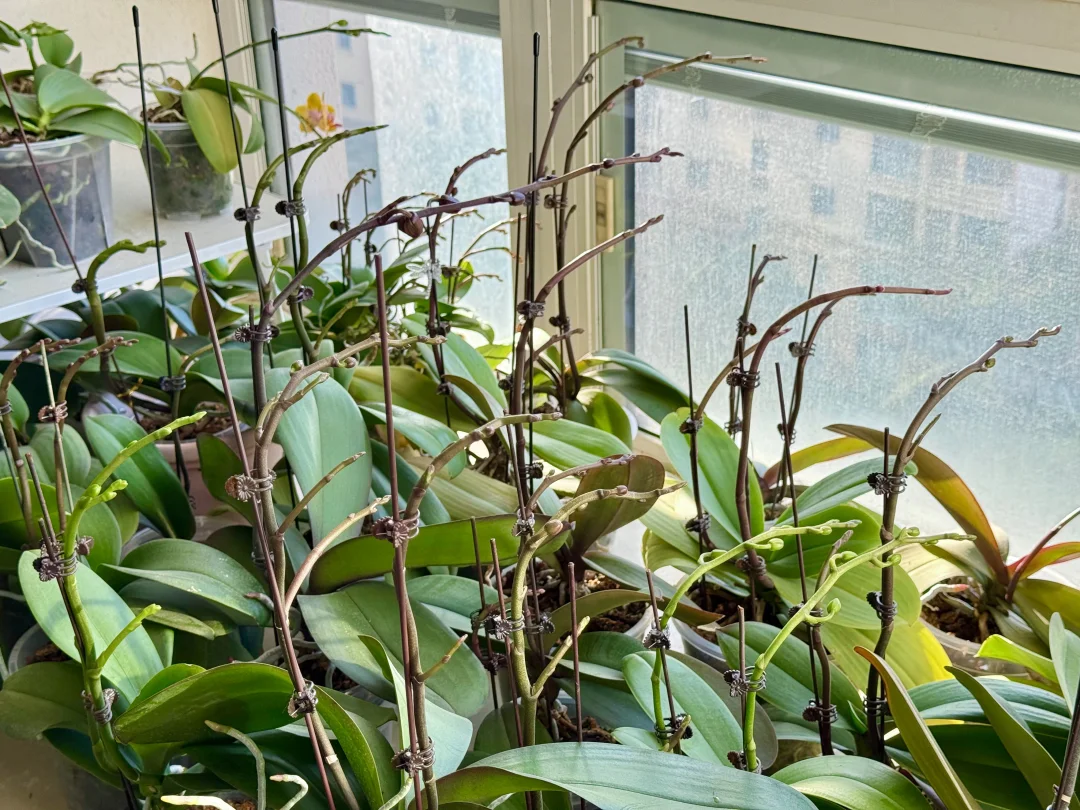 气势磅礴，静待花海😍