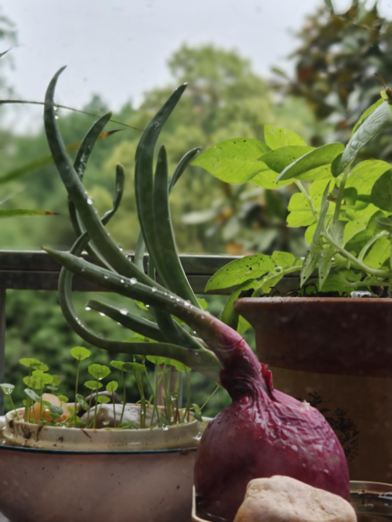 好雨知时节，当春乃发生。随风潜入夜，润物细无声。2026.4.20拍于玉峰山居