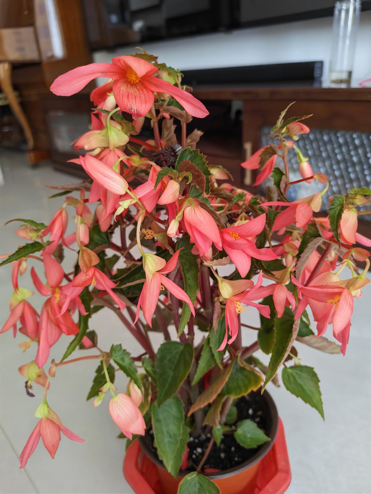 刀鱼海棠花真美！