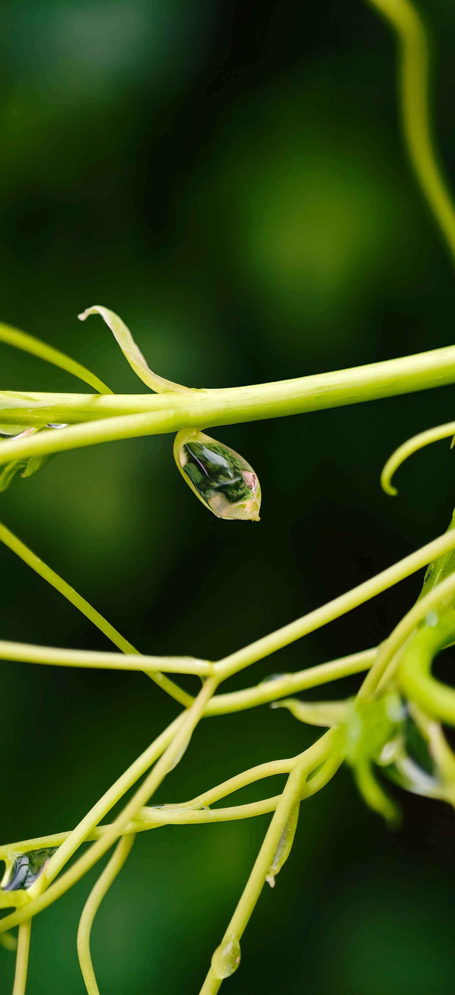 雨过天晴，有露珠～🌱📷vivo X200 Ultra  ​​​