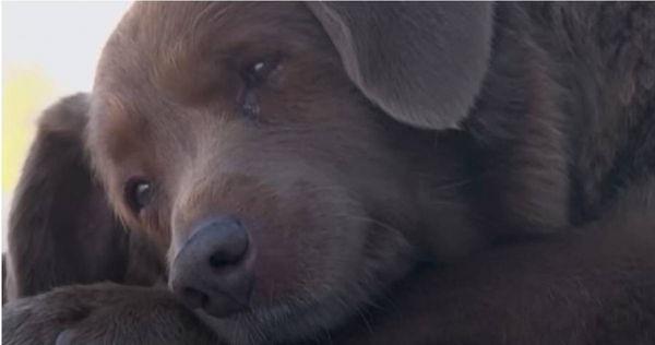 葡萄牙有只纯种獒犬「波比」（Bobi）于日前才以30岁又266天，被吉尼斯世界纪