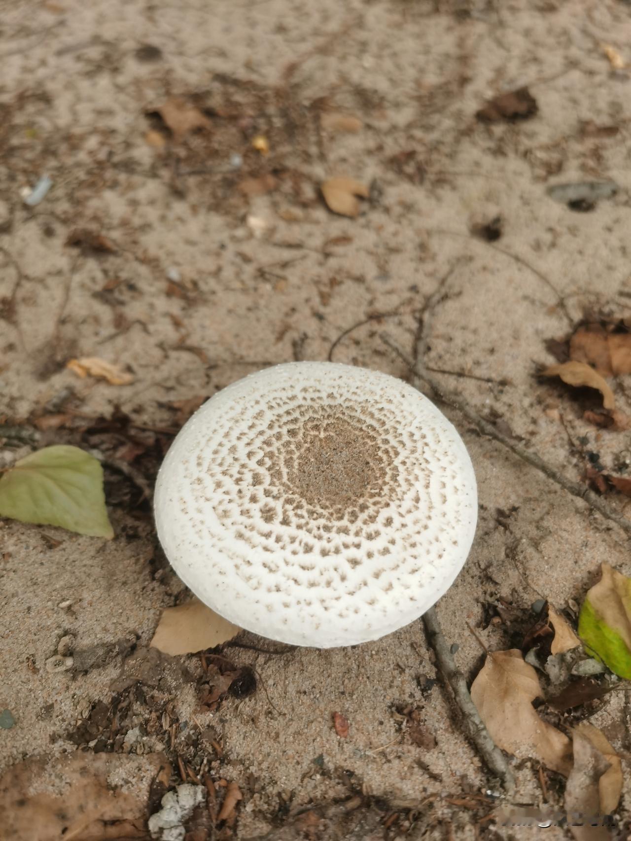 分享一下你拍到的蘑菇陕北乡村拍摄