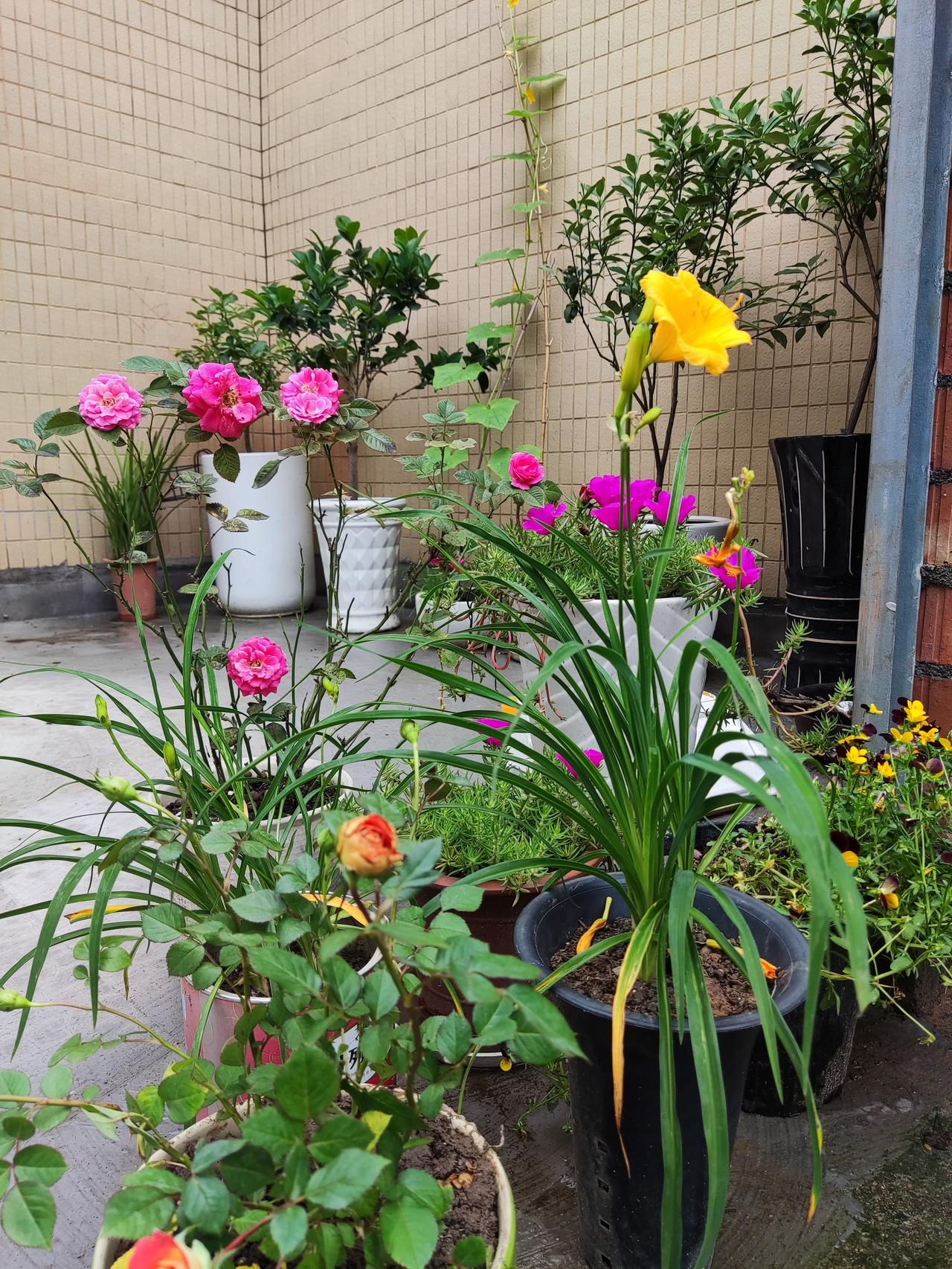 俞敏洪称：我很羡慕那些60后背着包踏上旅途，持续旅行、学习与探索的人。
虽说我也