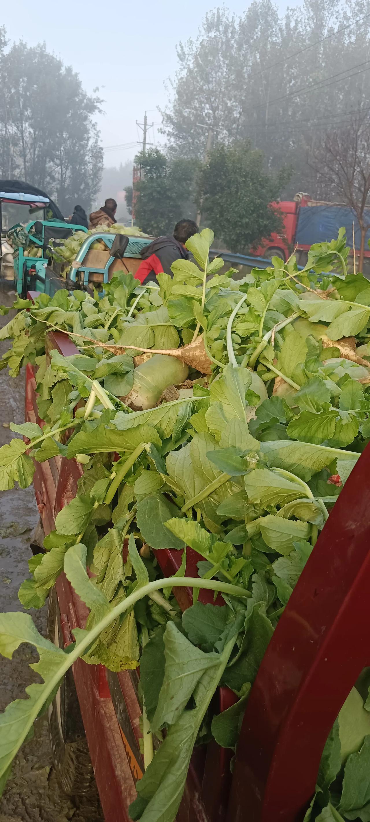 砸行了，卖的人多的，老板连问都不问了！
都是萝卜白菜，里面更多，这是路边排队的，