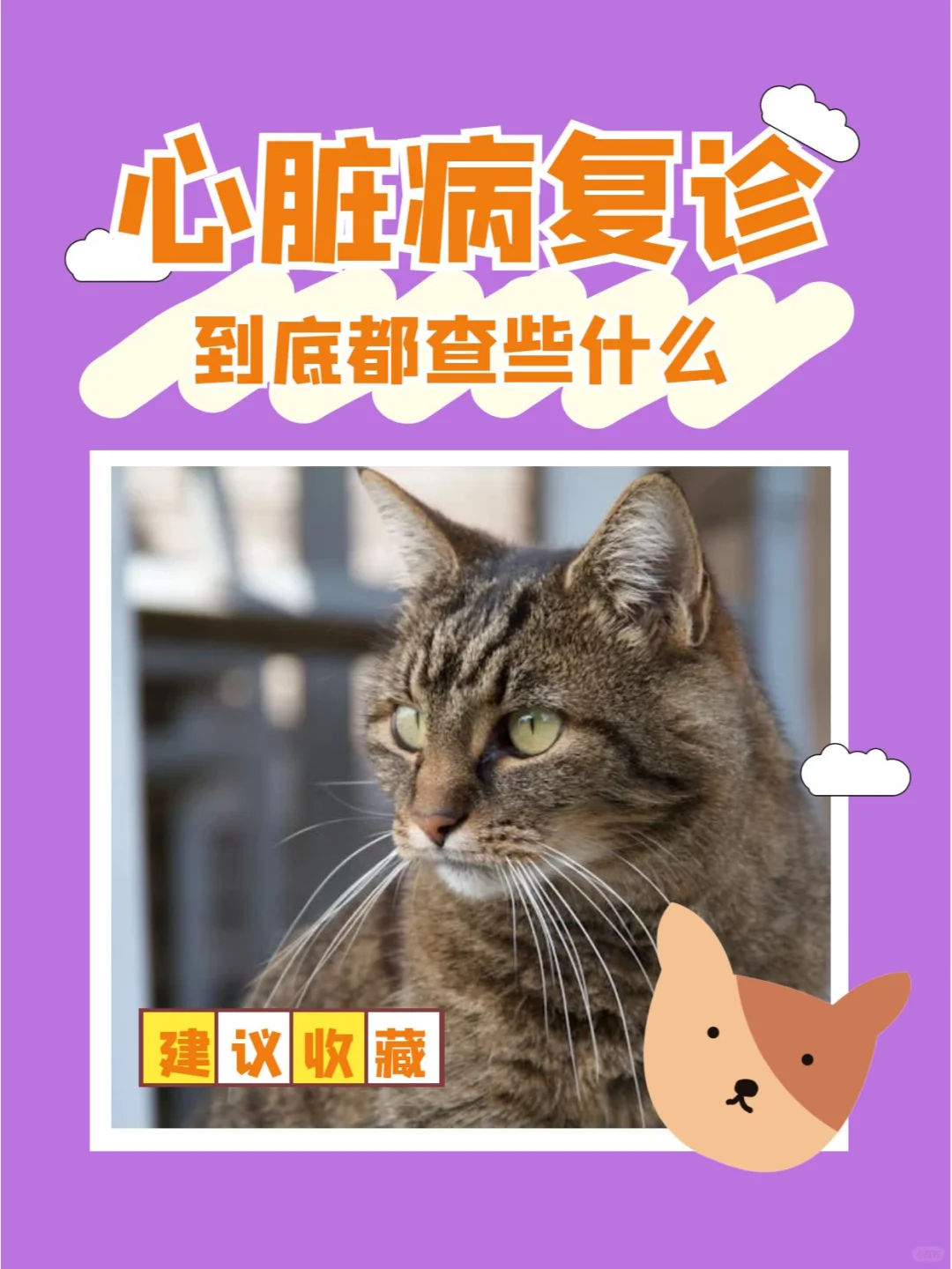 猫咪心脏出问题，定期复诊很重要！