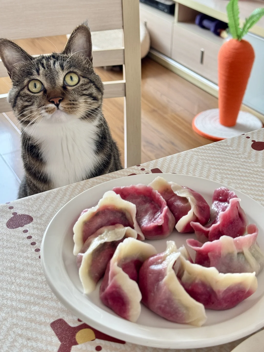 咪好奇 麻麻第一次包彩色的饺子🥟