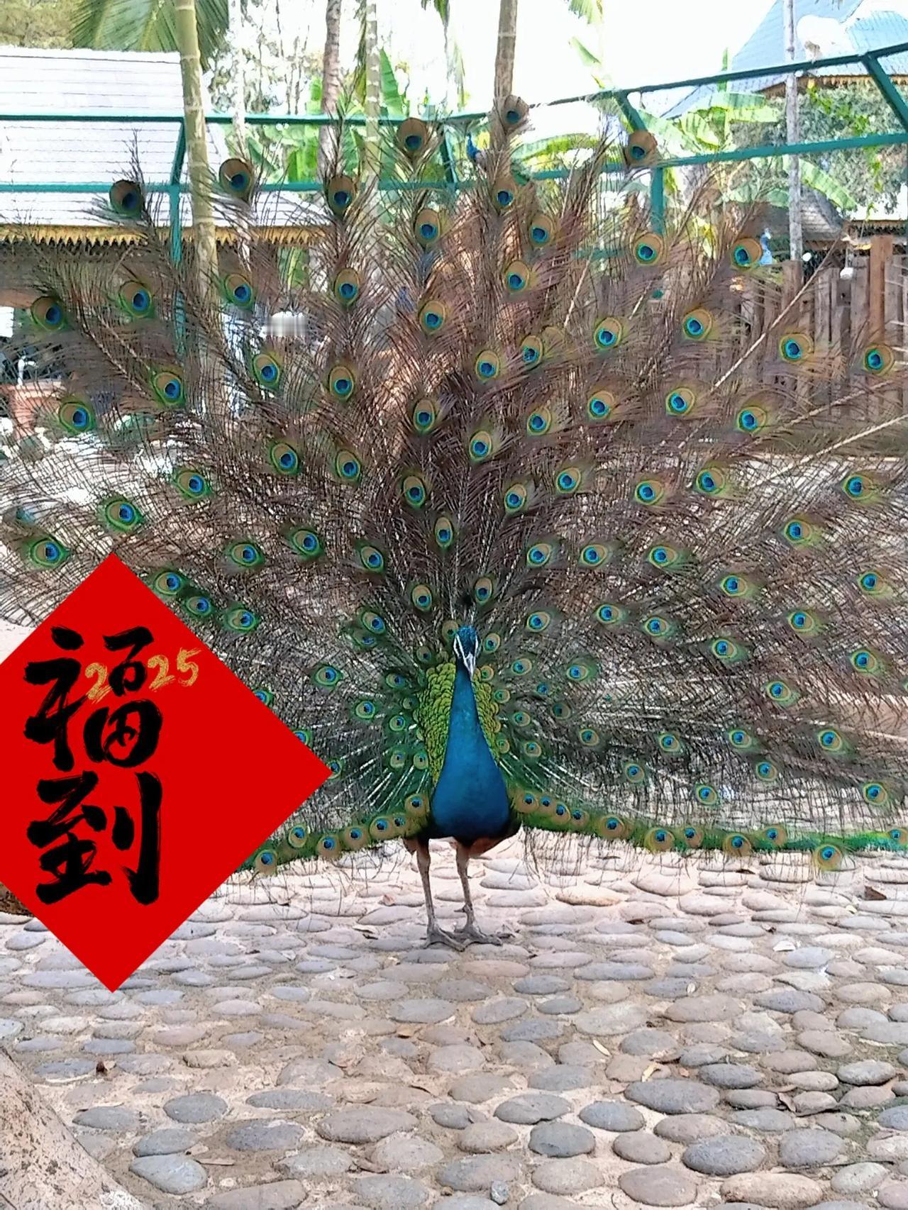 孔雀开屏，吉祥安康孔雀开屏的瞬间有多美丽 孔雀的祝福