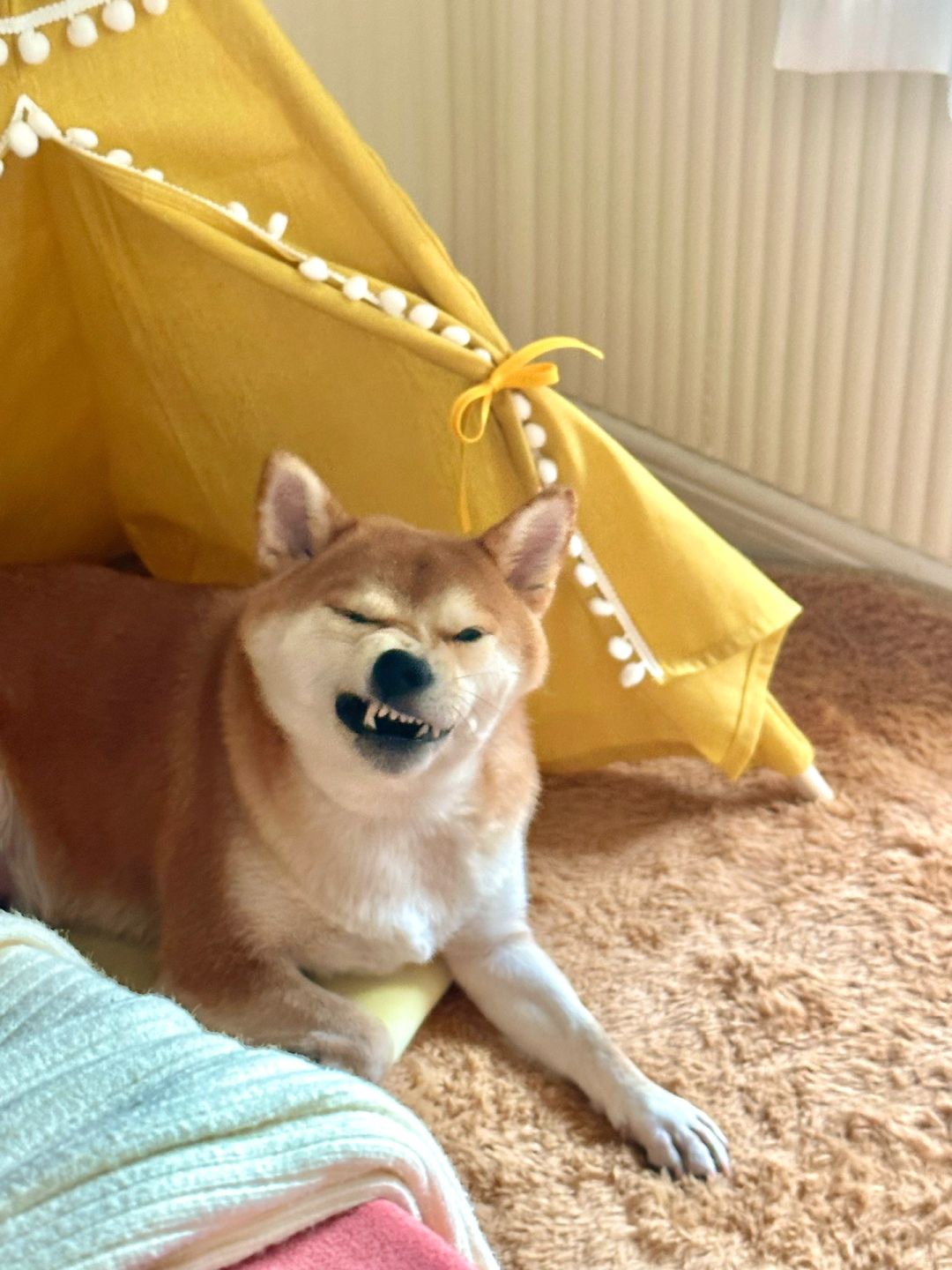 恶犬